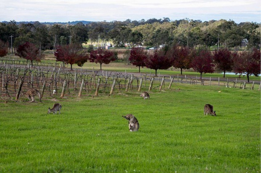 A grassy field with several kangaroos grazing, a vineyard in the background, and trees with autumn foliage. 5
