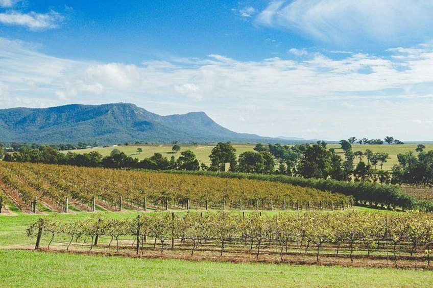 A vineyard with rows of grapevines, a mountain in the background, and a clear sky. 4