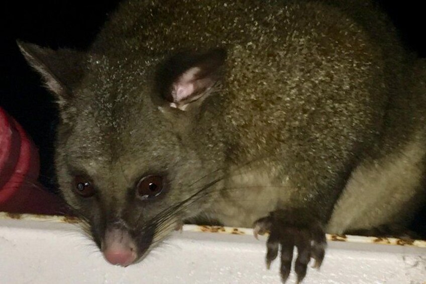 A possum on a white surface. 2
