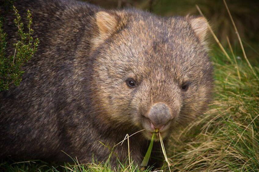 A quokka eating grass. 5