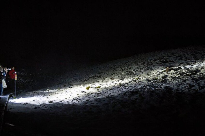 Wildlife Night Spotting at Cradle Mountain 3