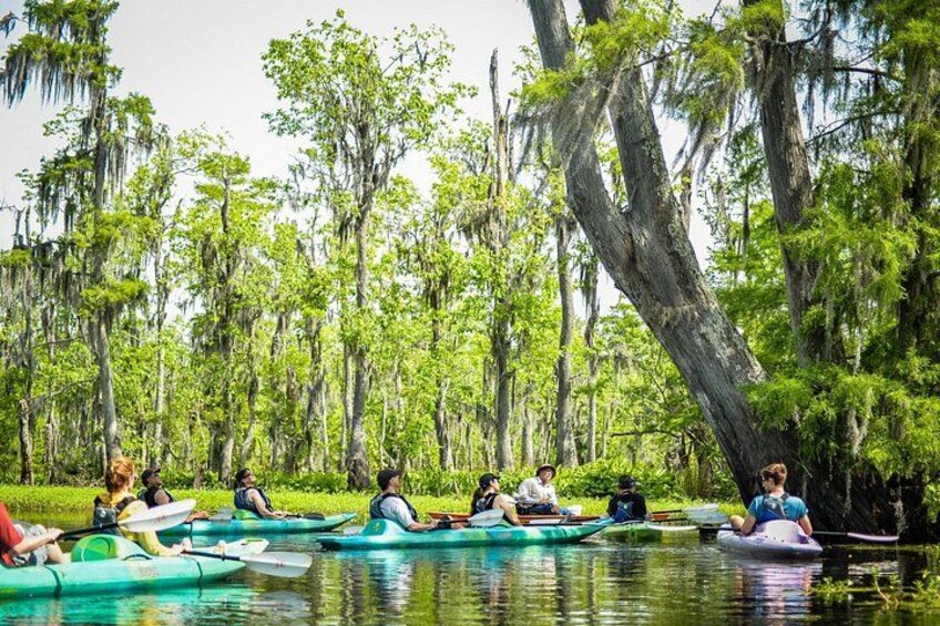 People kayaking on a calm river surrounded by lush greenery and tall trees. 3