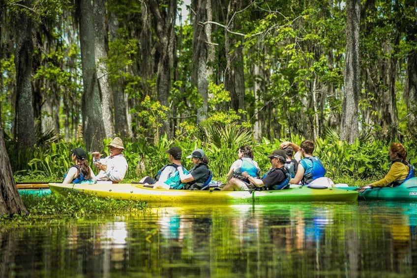 People in canoes on a calm river surrounded by dense forest. 2