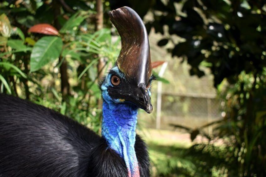 Kuranda Koala Gardens and Birdworld Admission Tickets 2