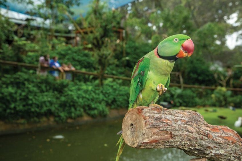 Kuranda Koala Gardens and Birdworld Admission Tickets 3