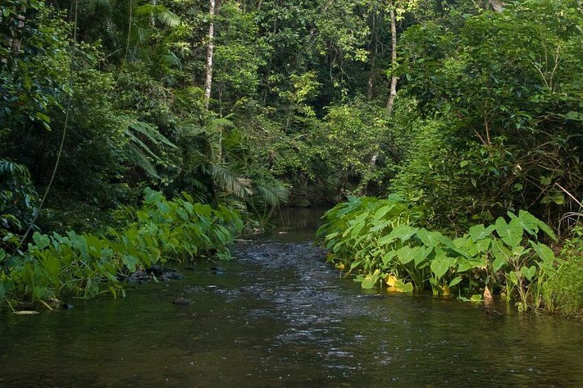 Creek Crossing 4