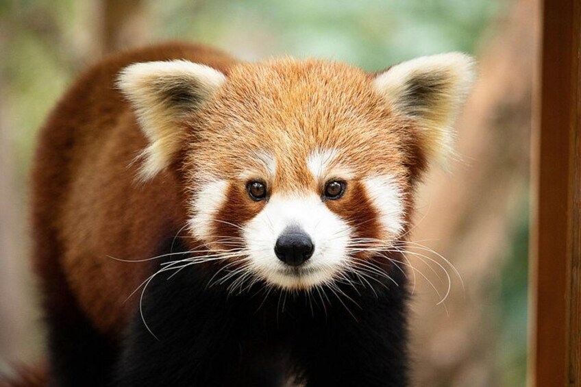 Meet our exotic animals 2