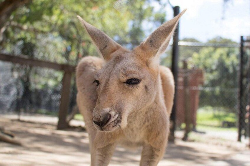 See our Aussie icons 5