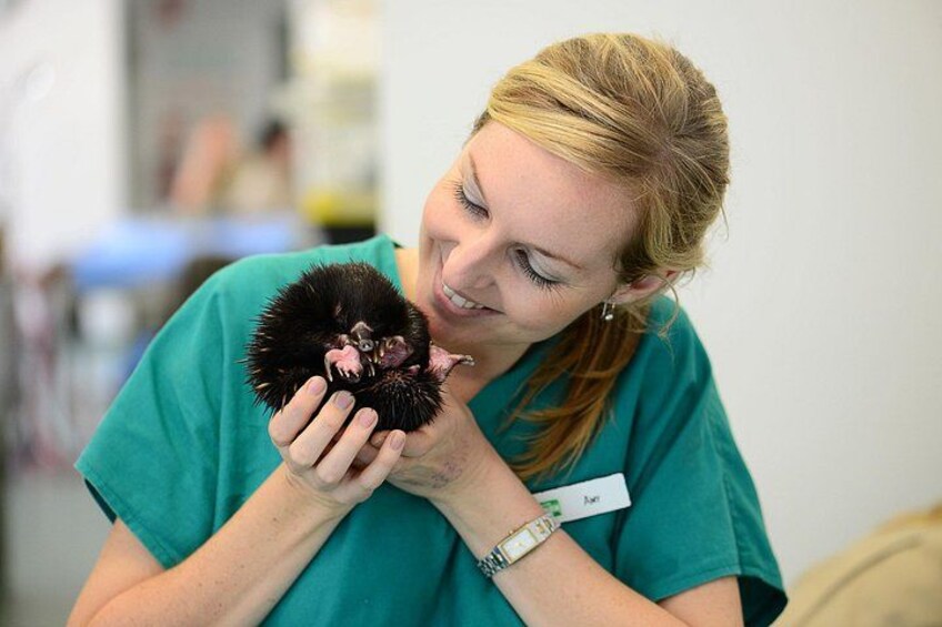 Visit Currumbin Wildlife Hospital 3