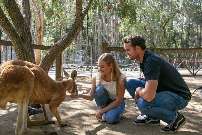 Feed a kangaroo 3