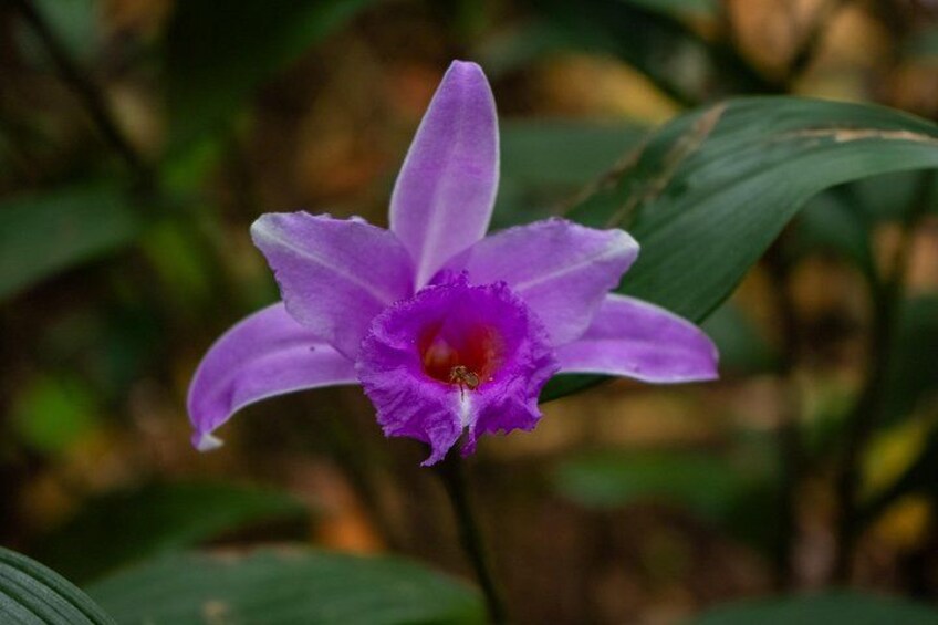 The orchid garden consists of a collection of orchids consisting of 186-200 species native of Costa Rica, consisting of 940-1000 units belonging to 90 genera currently. 5