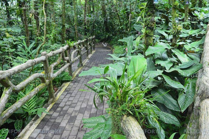 The orchid garden | El Jardín de orquídeas 4