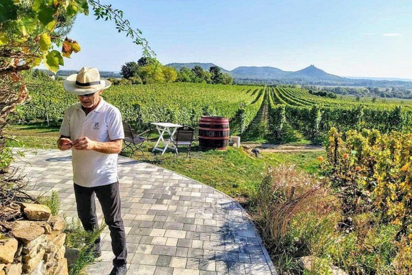 A man in a vineyard, a paved path, and rows of grapevines. 1