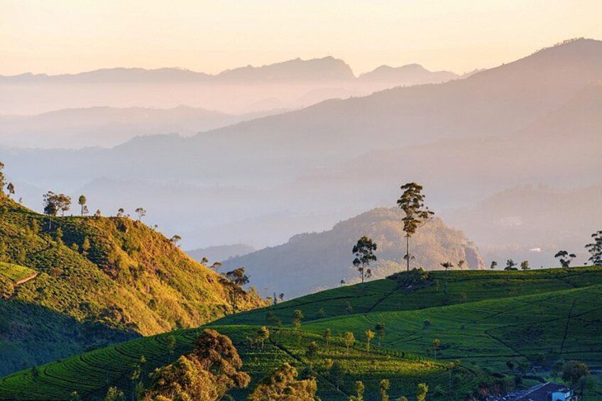 Terraced hills, a solitary tree, and distant mountains. 5