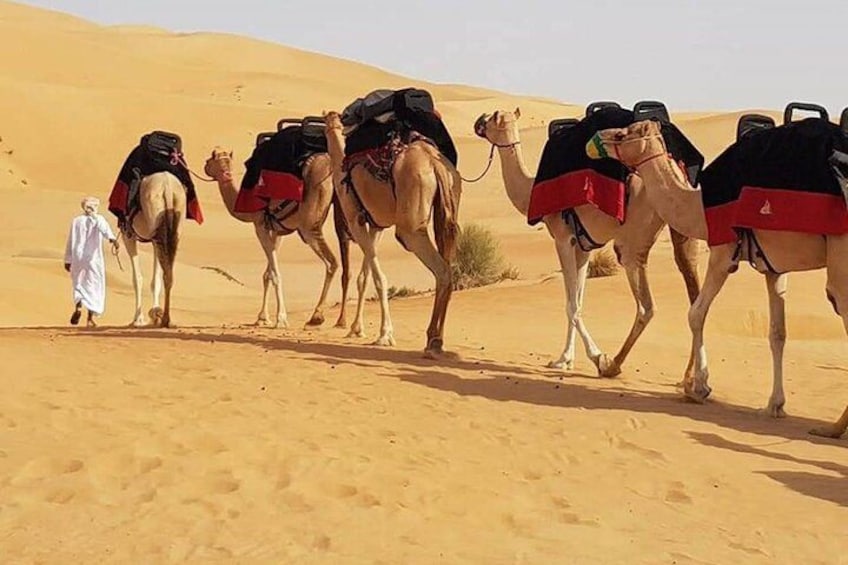 Camels with saddles in a desert. 3