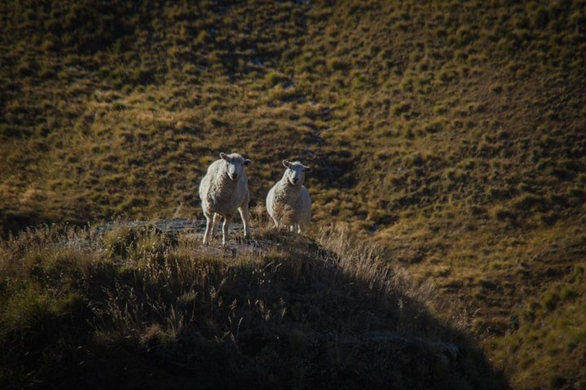 Friendly sheep 3