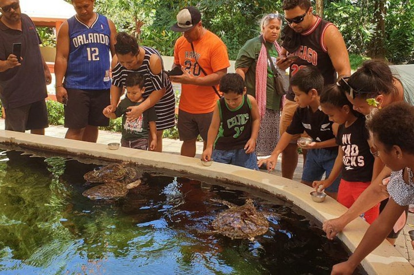 A group of people observing turtles in a water enclosure. 2