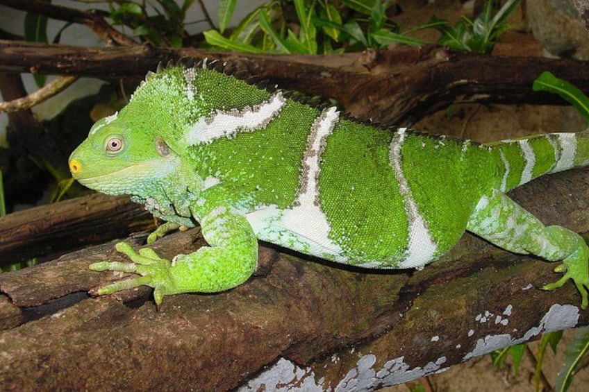 A green lizard on a branch. 5