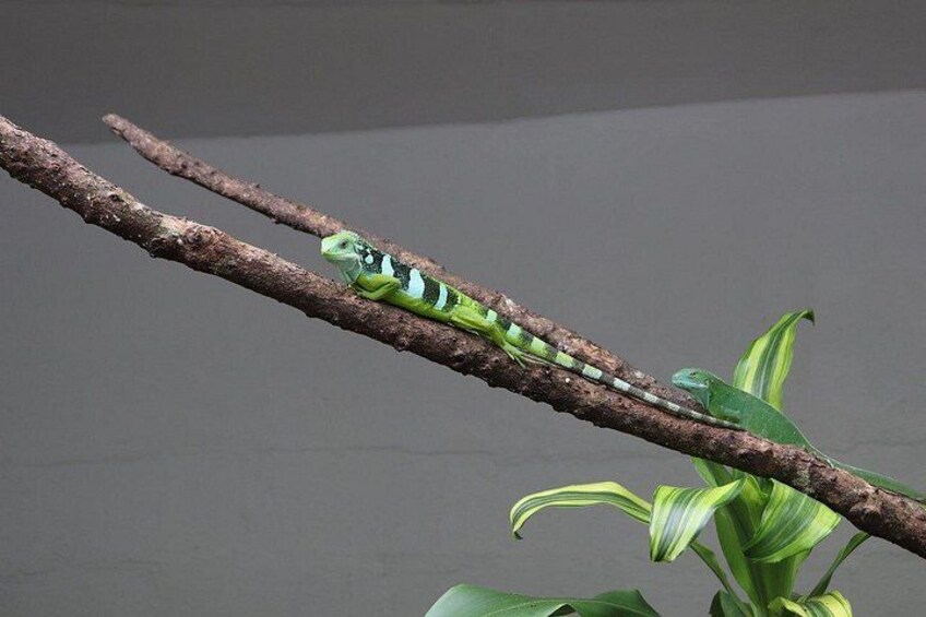 Kula Eco Park Admission 2