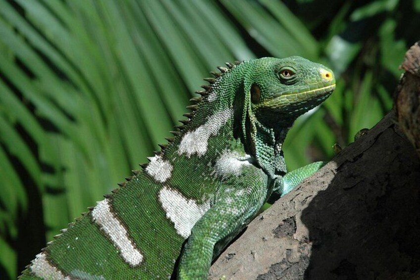 Kula Eco Park Admission 4