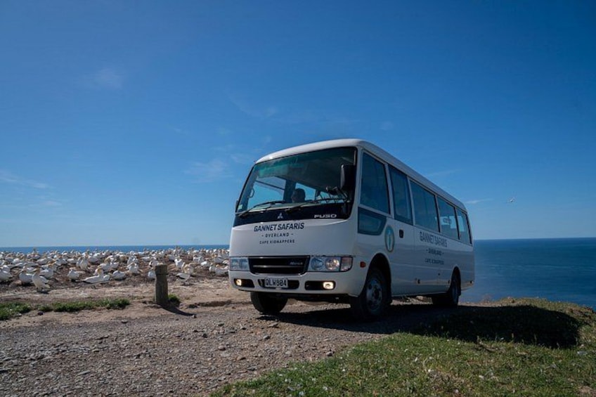 Gannet Safaris Overland tour to Cape Kidnappers Gannet Colony 4