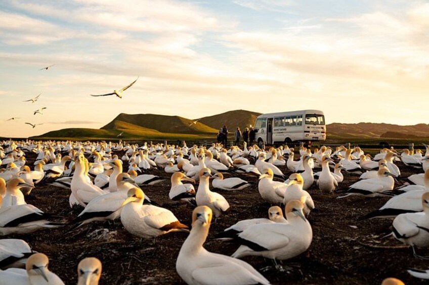 Gannet Safaris Overland tour to Cape Kidnappers Gannet Colony 3