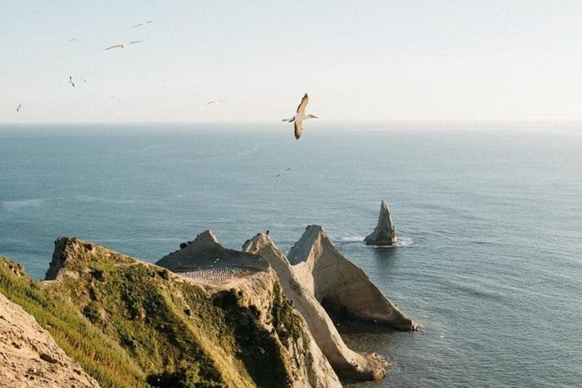 Gannet Safaris Overland tour to Cape Kidnappers Gannet Colony 1