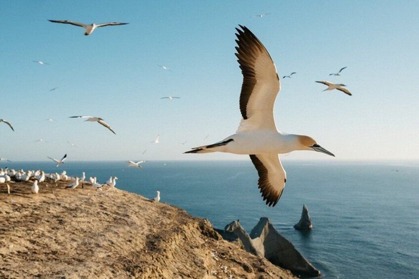 Gannet Safaris Overland tour to Cape Kidnappers Gannet Colony 2
