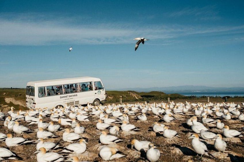 Gannet Safaris Overland tour to Cape Kidnappers Gannet Colony 5