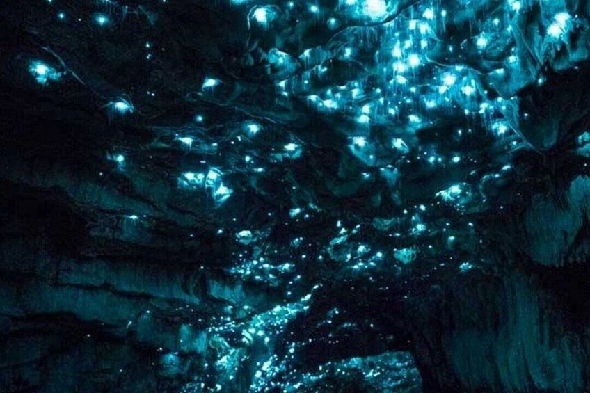 Waitomo Glow Worm Caves 2