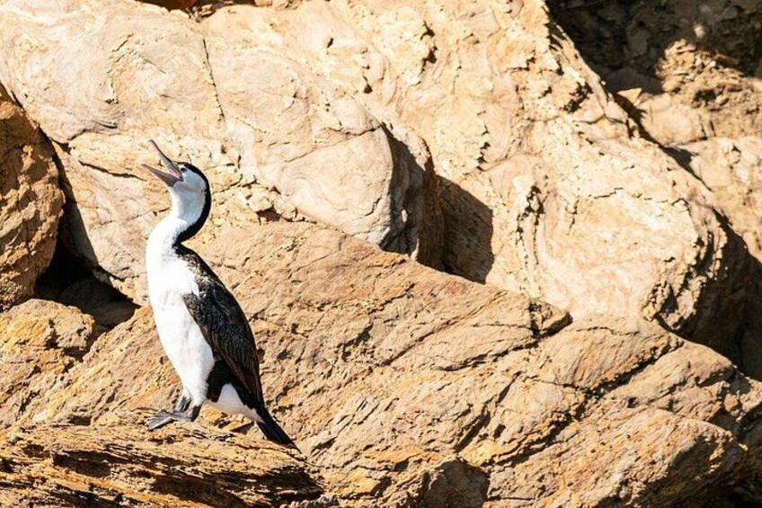 Half-Day Guided Sea Kayak Trip from Picton 3