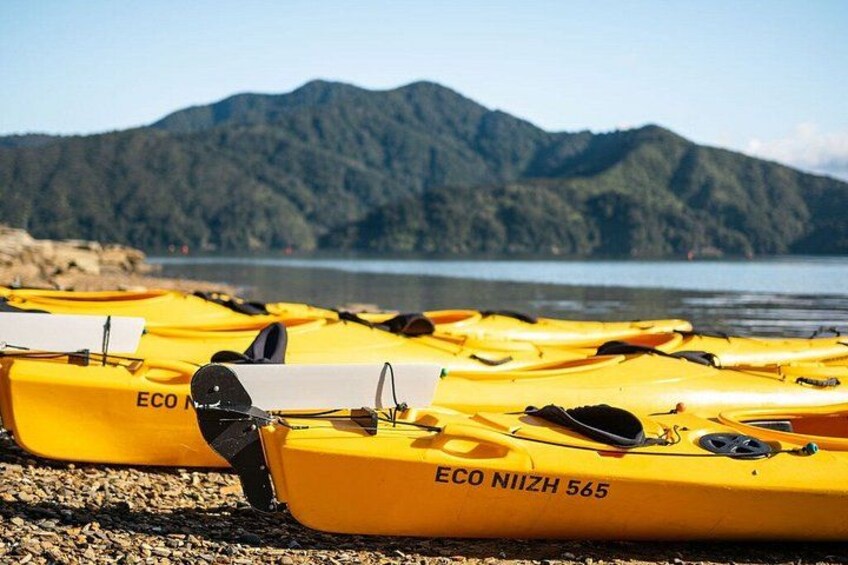Half-Day Guided Sea Kayak Trip from Picton 5