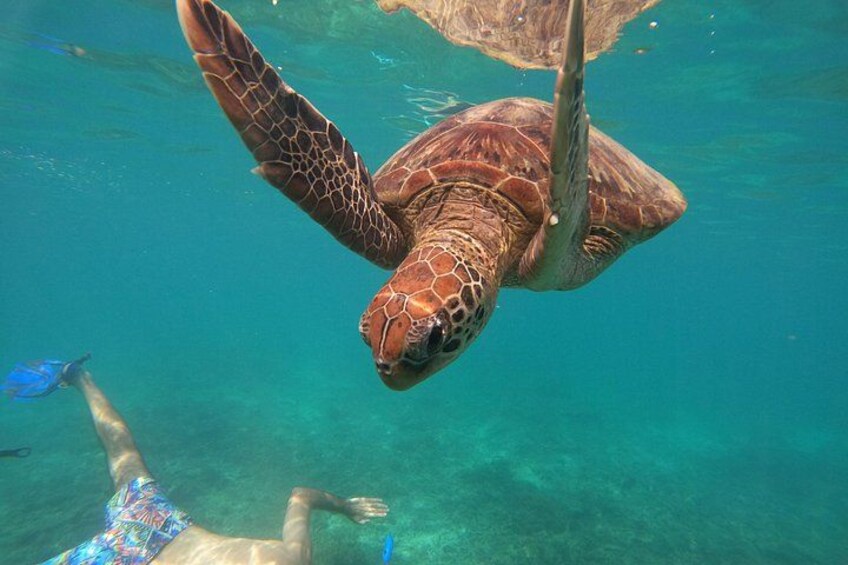 A sea turtle swimming underwater with a person snorkeling nearby. 5