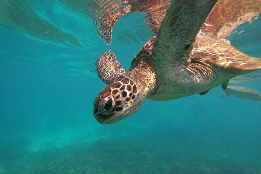A sea turtle swimming underwater. 3