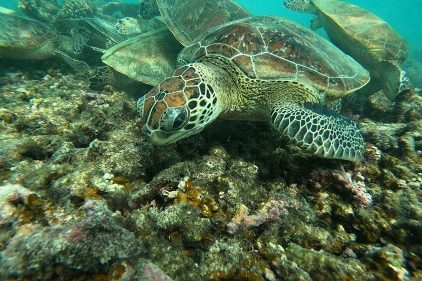 A sea turtle swimming near a coral reef. 4
