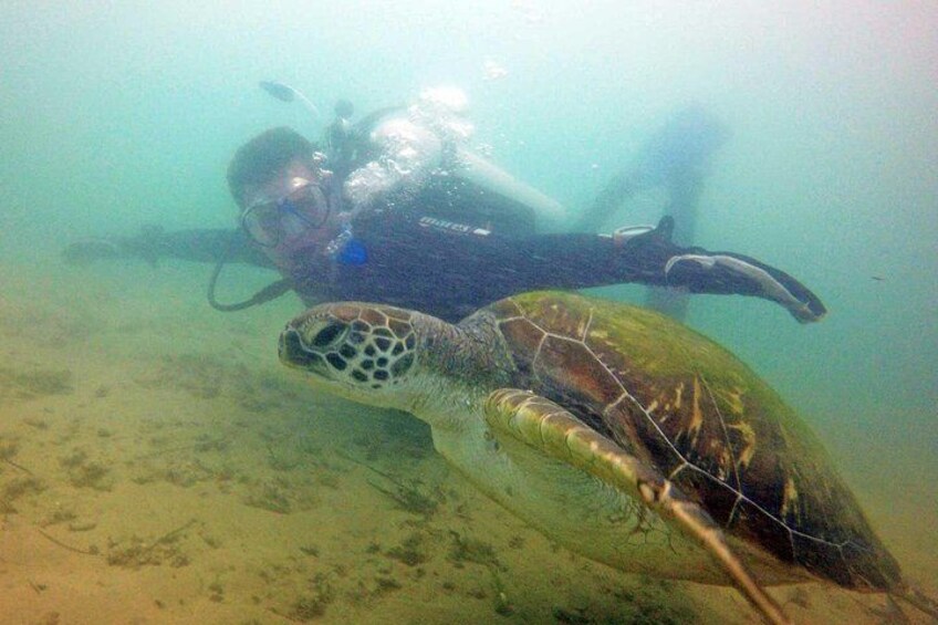 Un buzo y una tortuga marina bajo el agua. 3