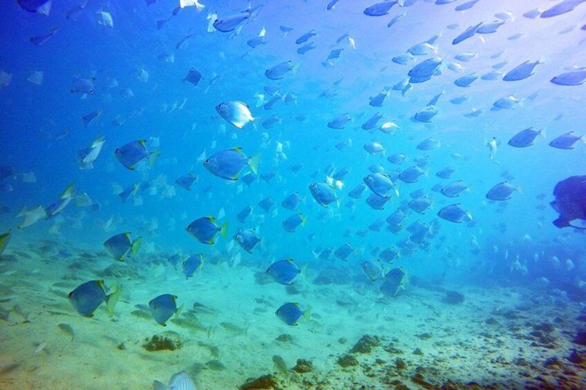 Wave Break Island Scuba Diving on the Gold Coast 3