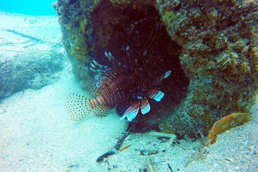 Un pez león cerca de un arrecife de coral. 1