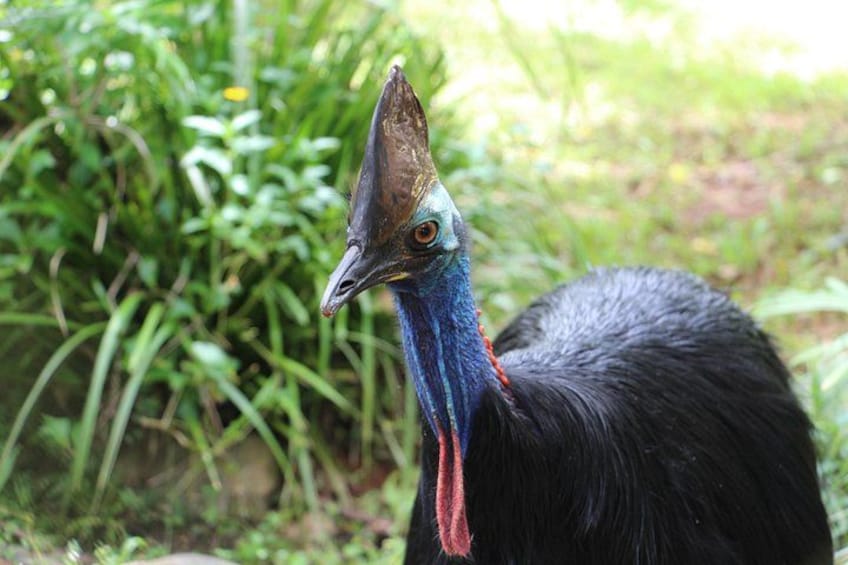 Kuranda Rainforestation Nature Park Ticket (BNP) 2
