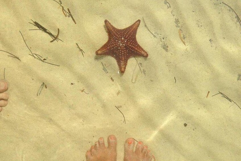 Sea star 3