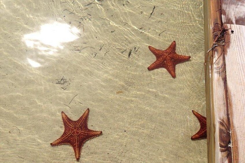 Sea Stars 4