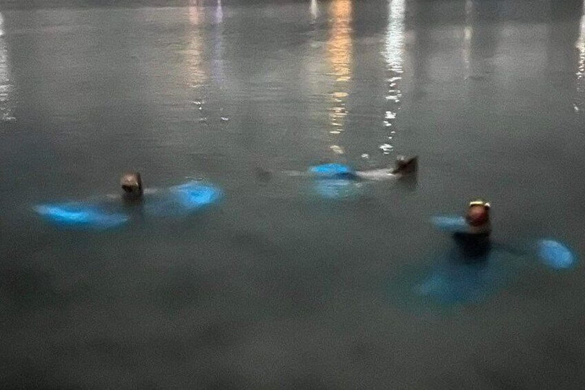 Guests swimming in the bio bay 2