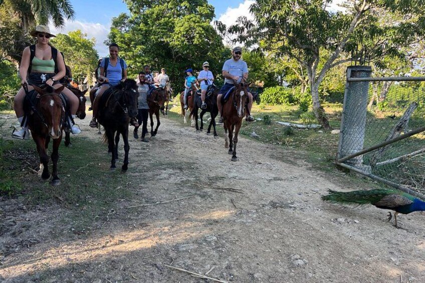 We have many peacocks, an ostrich that are available daily for photo options, while we welcome everyone for enjoying a fun group ride 5