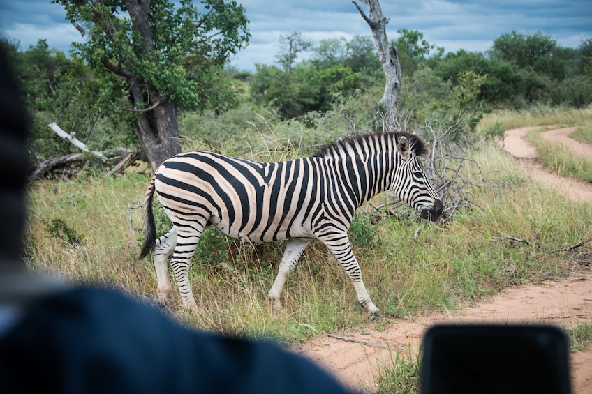 4 Day Luxury Kruger National Park Safari