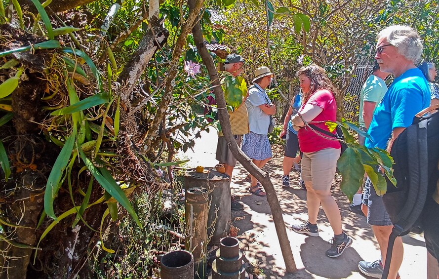 Un grupo de personas caminando por un jardín con diversas plantas y árboles. 4