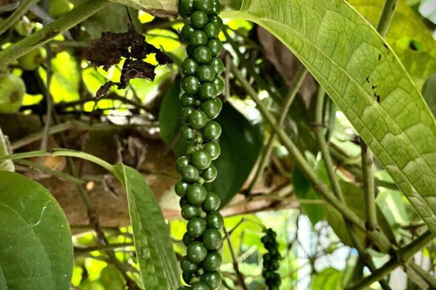 Penang Half Day City Tour Including Tropical Spice Garden 3