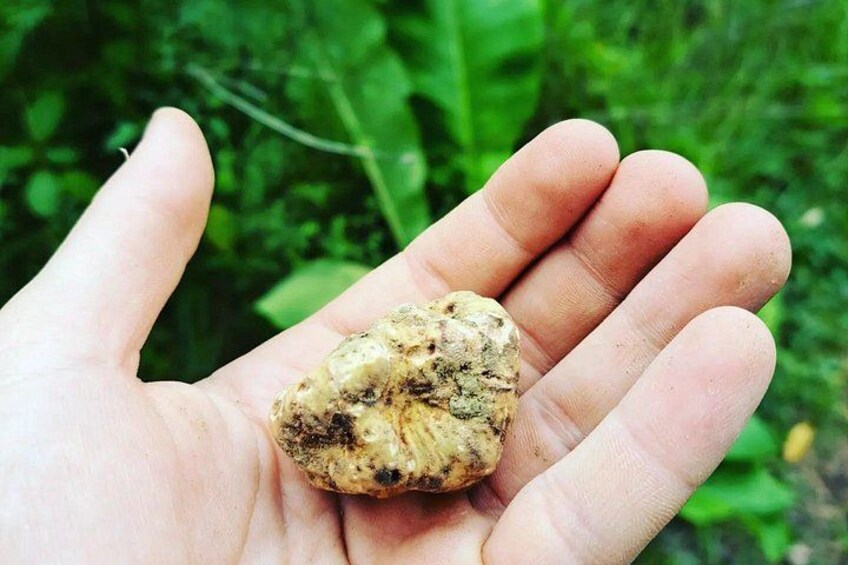 Truffle hunting adventure 3