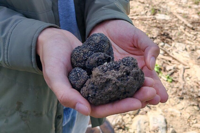 Truffle hunting adventure 4