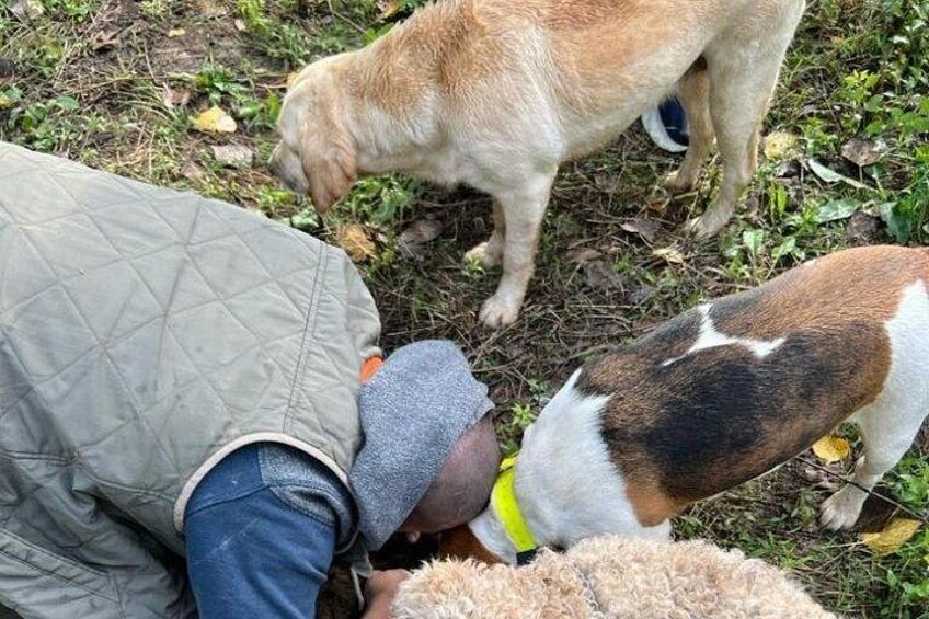 Truffle hunting adventure 2