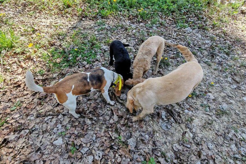Three dogs on a leaf-covered ground. 2